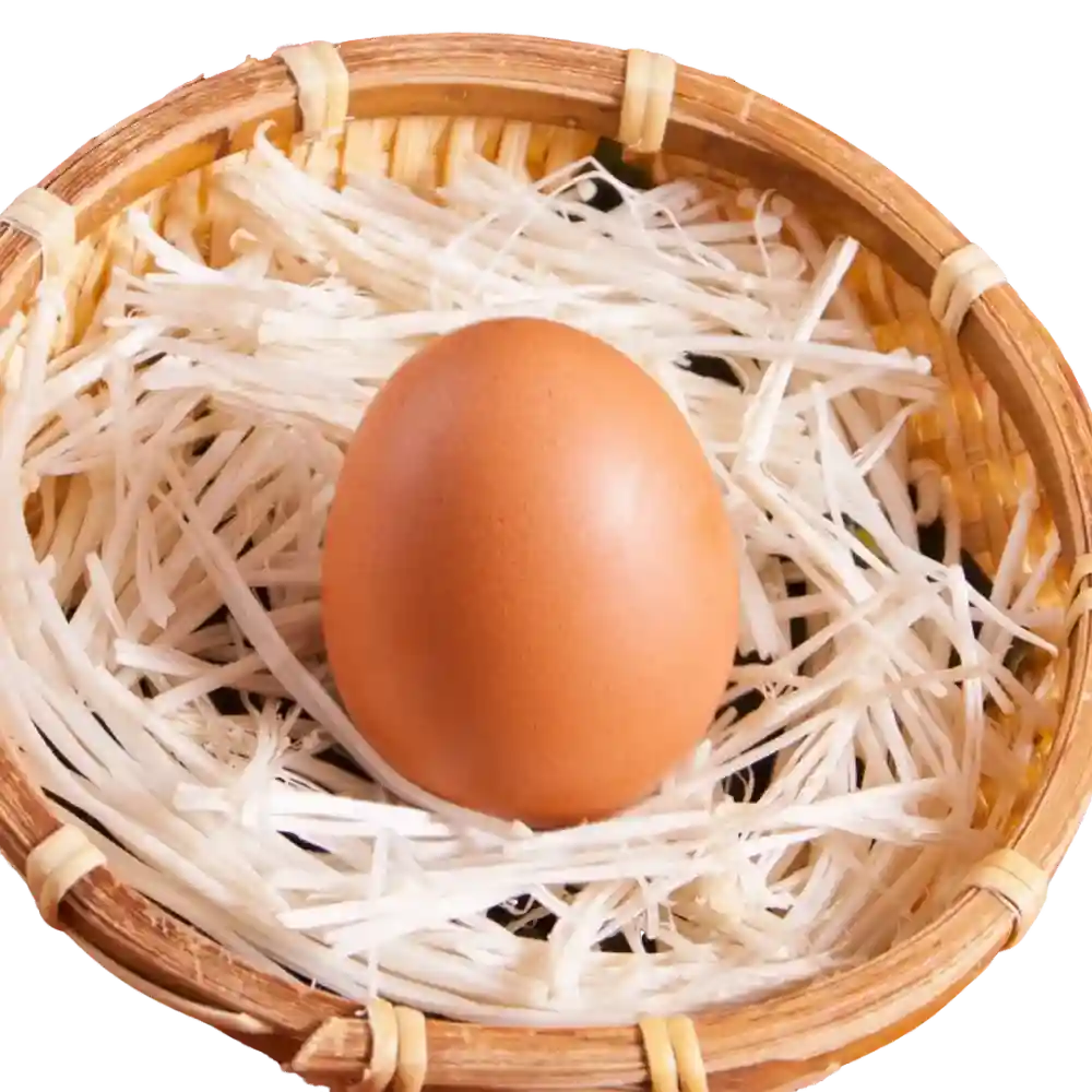 Fresh Egg