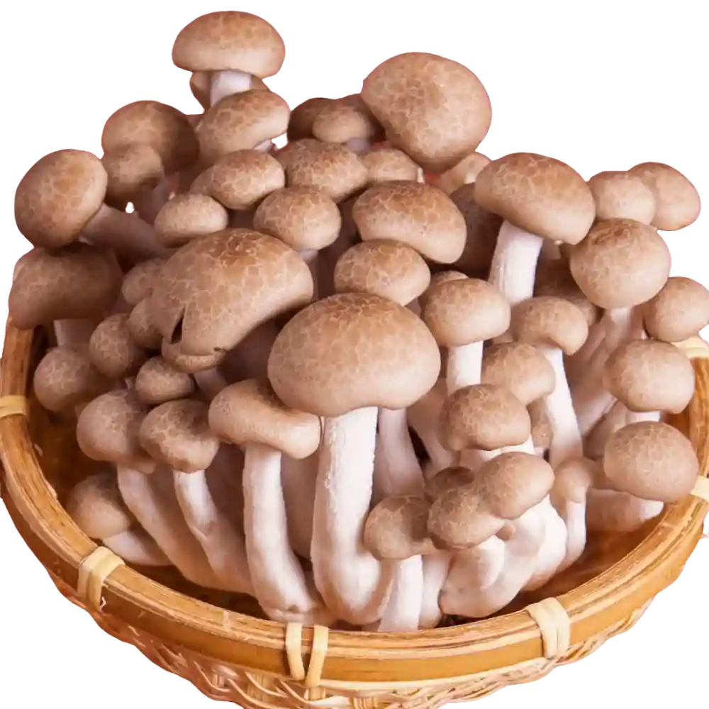 Shimeji Mushroom (150g)